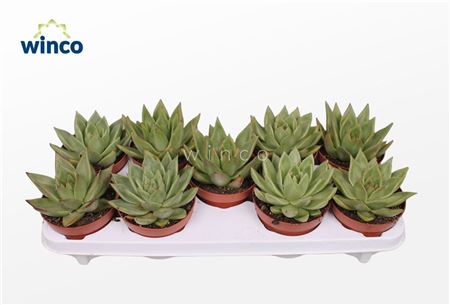 Echeveria Ebony Green