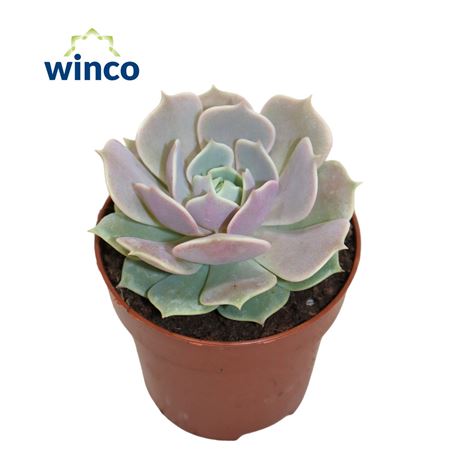 Echeveria Lola