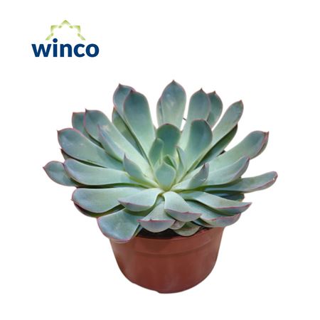 Echeveria Pulidonis Grey