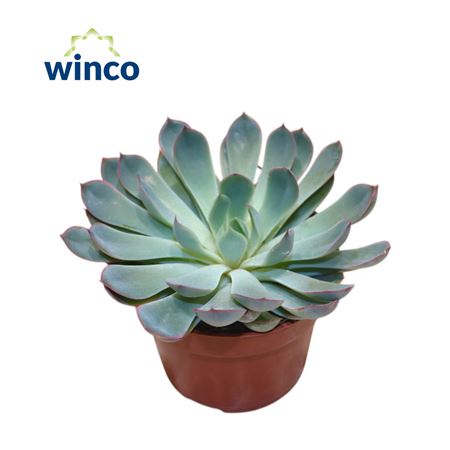 Echeveria Pulidonis Grey