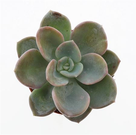 Echeveria Orpet