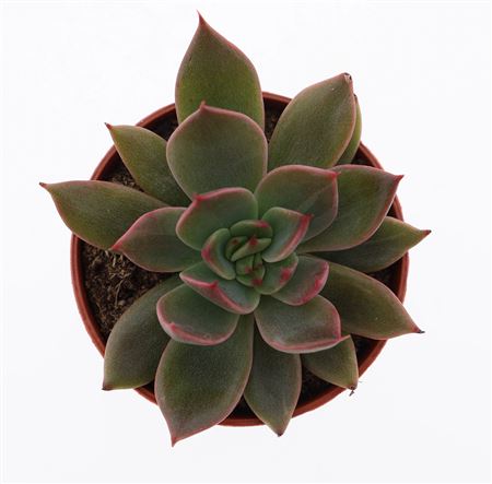 Echeveria Hybrid Situla