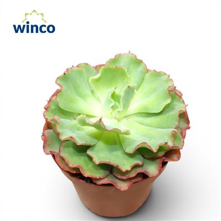 Echeveria Dorothy