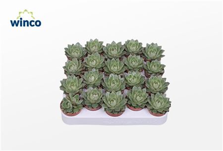 Echeveria Parva