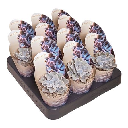 Echeveria Ballet Dancer Potcover