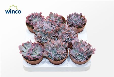 Echeveria Trumpet Pinky