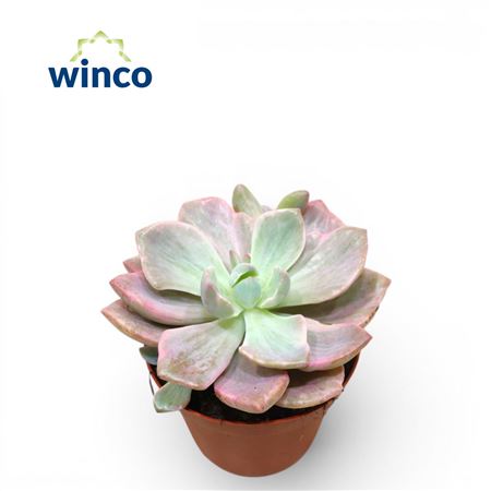 Echeveria Mrs. Richards