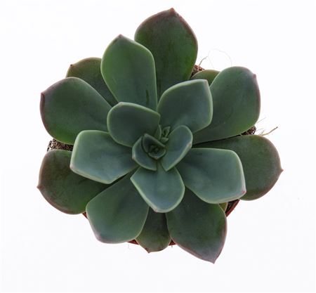 Echeveria Blue Prince