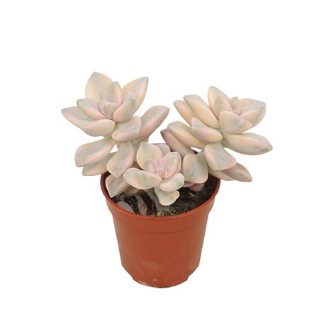 Graptoveria Titubans Variegata