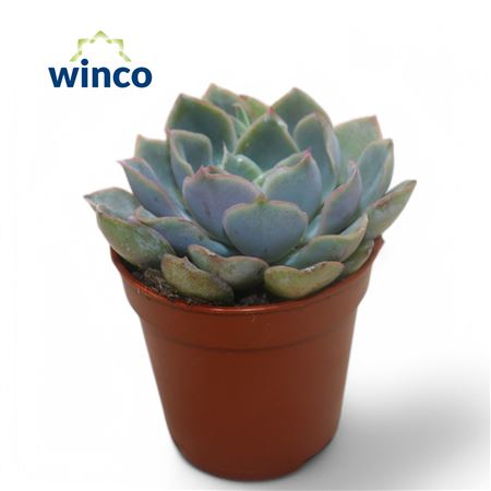 Echeveria Blue Speed