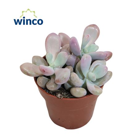 Pachyphytum Cv. Momobijn