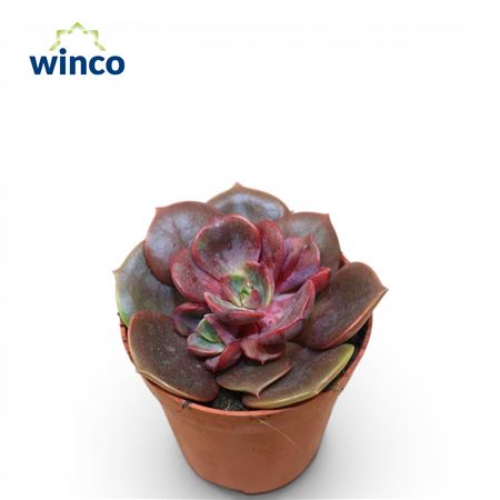 Echeveria Melaco
