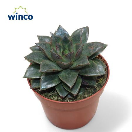 Echeveria Purpurea