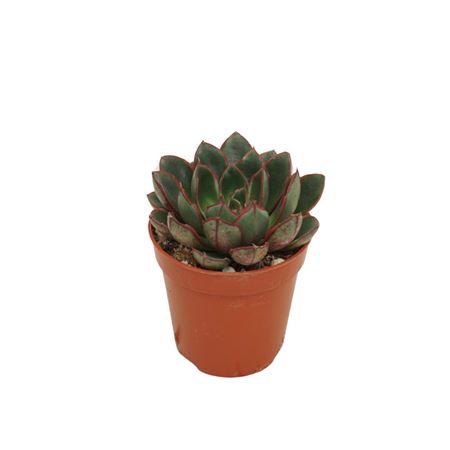 Echeveria Moranii