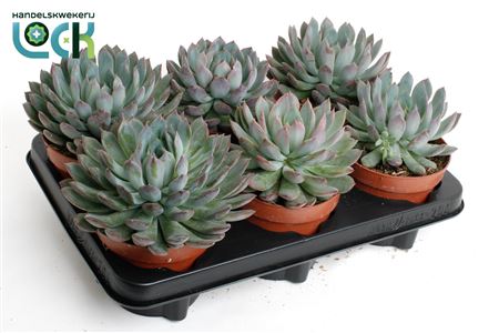 Echeveria Pelisuda
