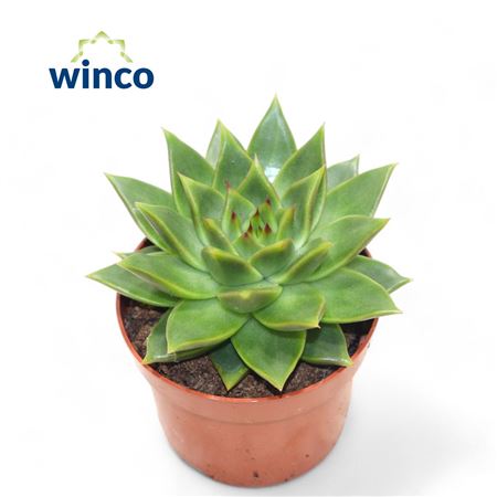 Echeveria Ebony Green