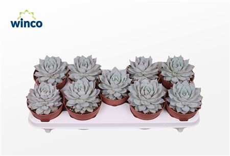 Echeveria Blue Bird