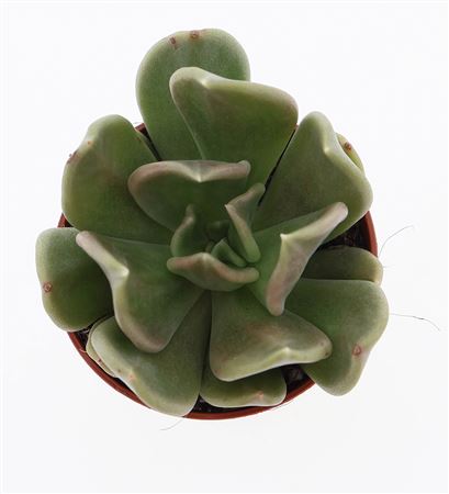Echeveria Curve