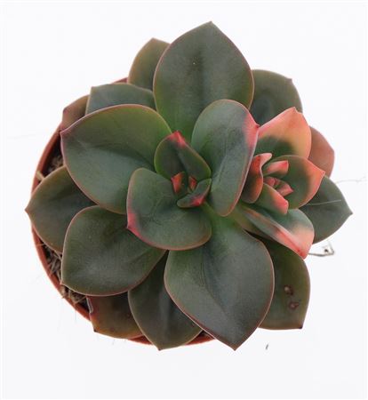 Echeveria Chroma
