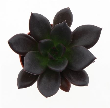 Echeveria Hybrid Bungula