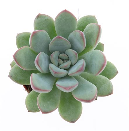 Echeveria Morning Dew