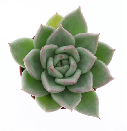 Echeveria Hybrid Arneb