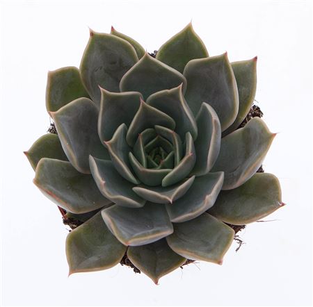Echeveria Starlight