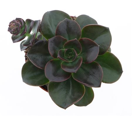 Echeveria Melaco