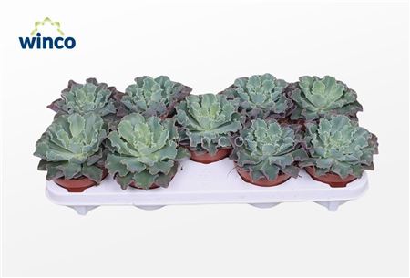 Echeveria Shaviana