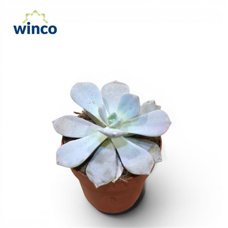 Echeveria Asante Sana