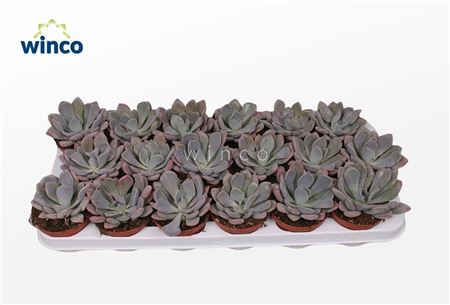 Echeveria Metallica