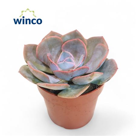 Echeveria Dusty Rose