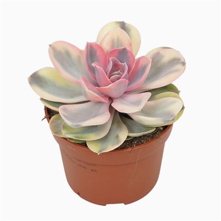Echeveria Rainbow 10,5 Cm