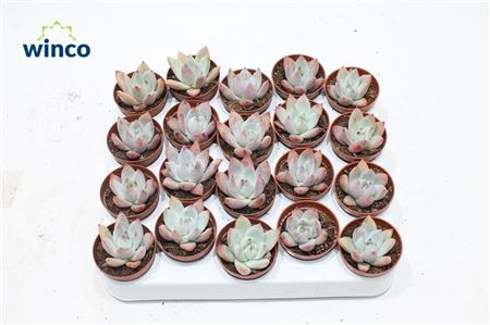 Echeveria Colorata Brandtii