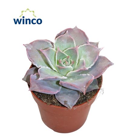 Echeveria Madiba (pink)