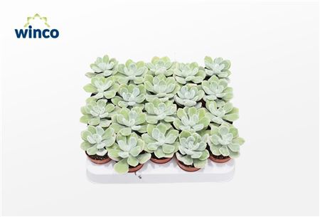 Echeveria Frosty