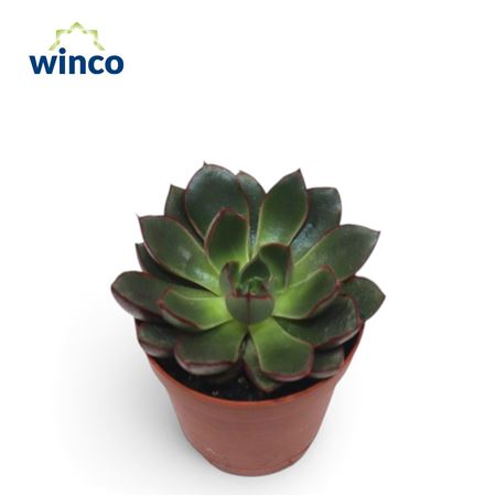 Echeveria Alita