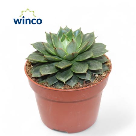 Echeveria Parva