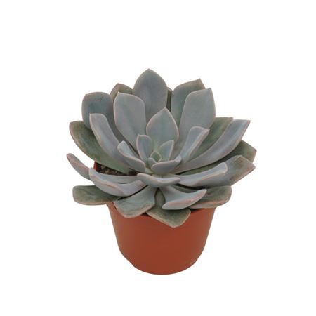 Echeveria Debbie
