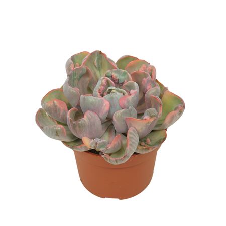 Echeveria Cleopatra 10,5 Cm