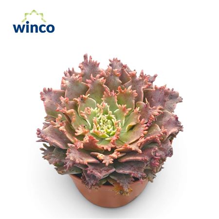 Graptoveria Starfire