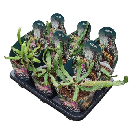 Euphorbia Stellata Potcover