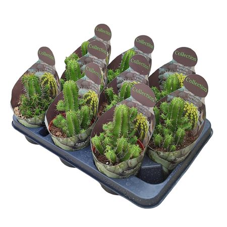 Euphorbia Fruticosa Potcover