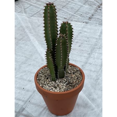 Euphorbia Canariensis