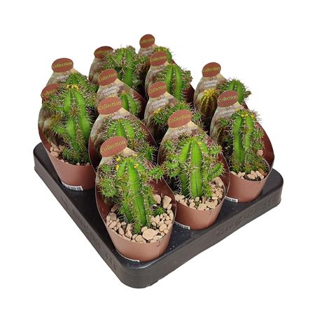Euphorbia Fruticosa Potcover