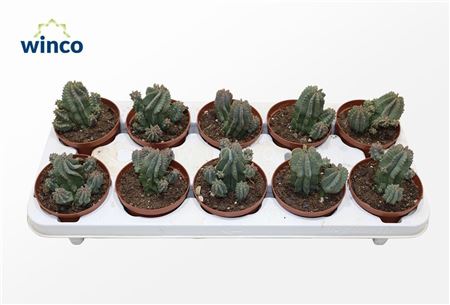 Euphorbia Fructicosa Inermis