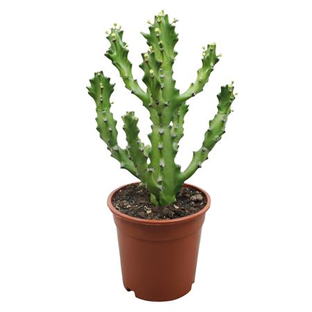 Euphorbia Maurentania