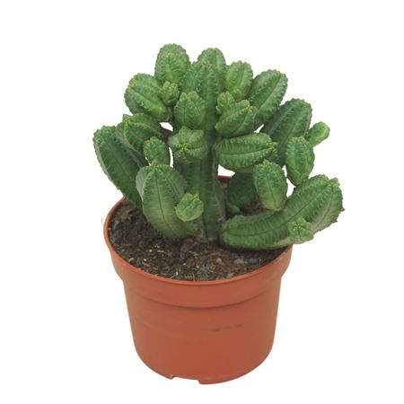 Euphorbia Tubiglans