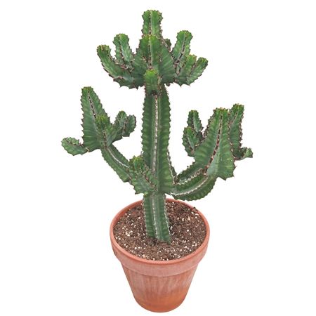 Euphorbia Cooperi