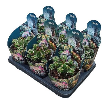 Euphorbia Globosa Potcover